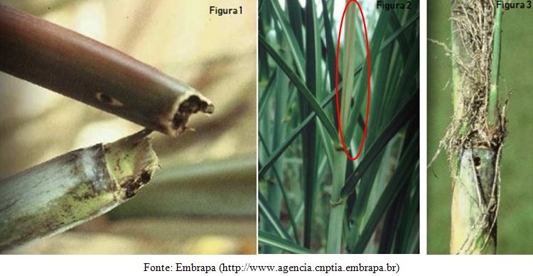 Danos causados pela broca da cana-de-açúcar