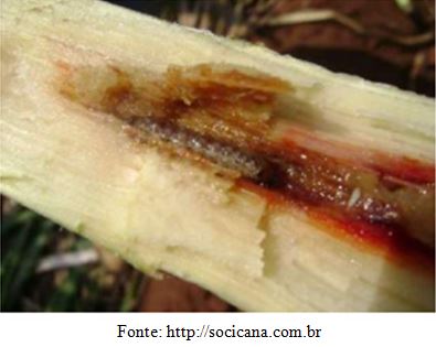 Danos indiretos causados pela broca da cana