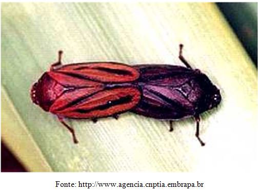 Cigarrinhas das raízes