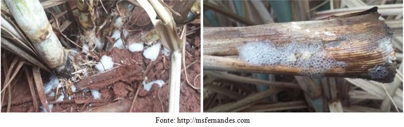 Danos causados pela cigarrinha das raízes