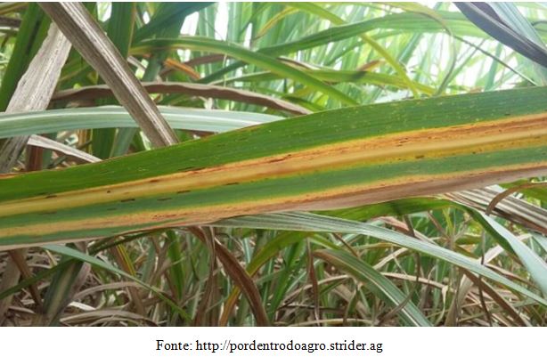 Danos causados pela cigarrinha adulta