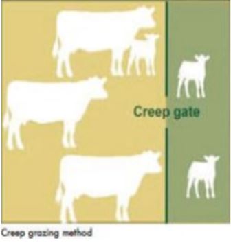 creep-grazing