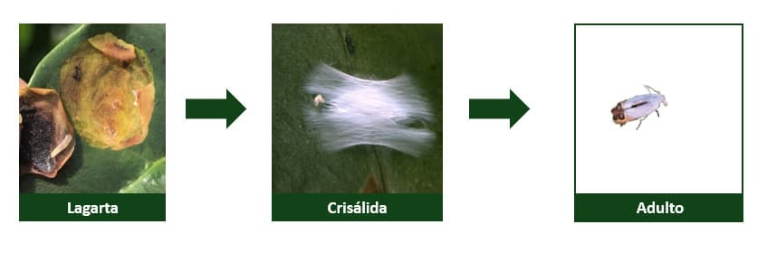 Ciclo do bicho-mineiro