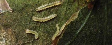 bicho mineiro no cafeeiro