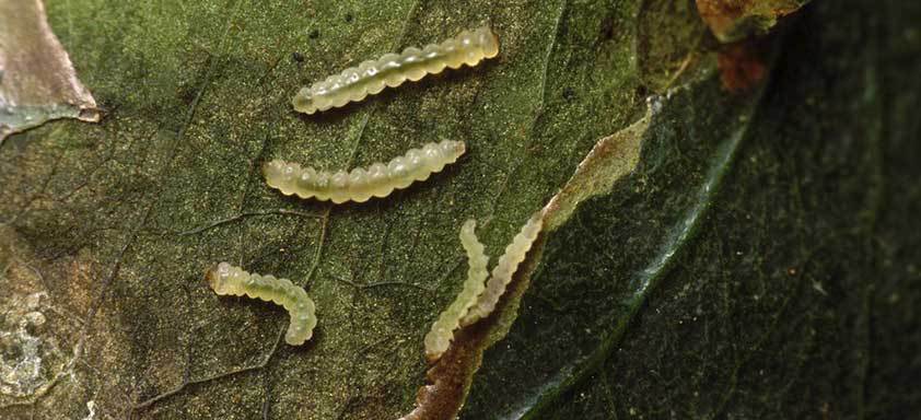 bicho mineiro no cafeeiro