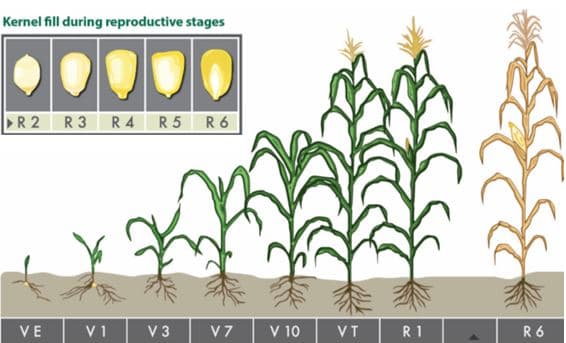 Estádios fenológicos do milho