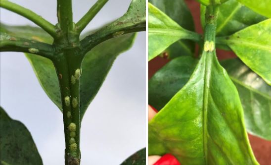 cochonilha-verde cochonilha-verde