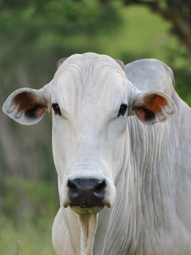 Produção de gado de corte: como melhorar os lucros?