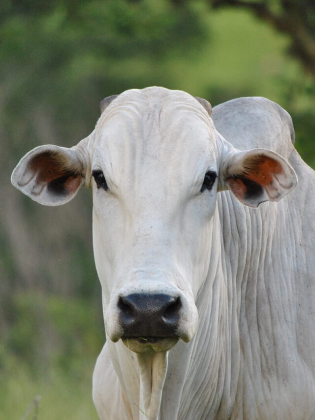 Tenha lucros maiores na Pecuária de Corte