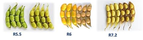 Soja após dessecação