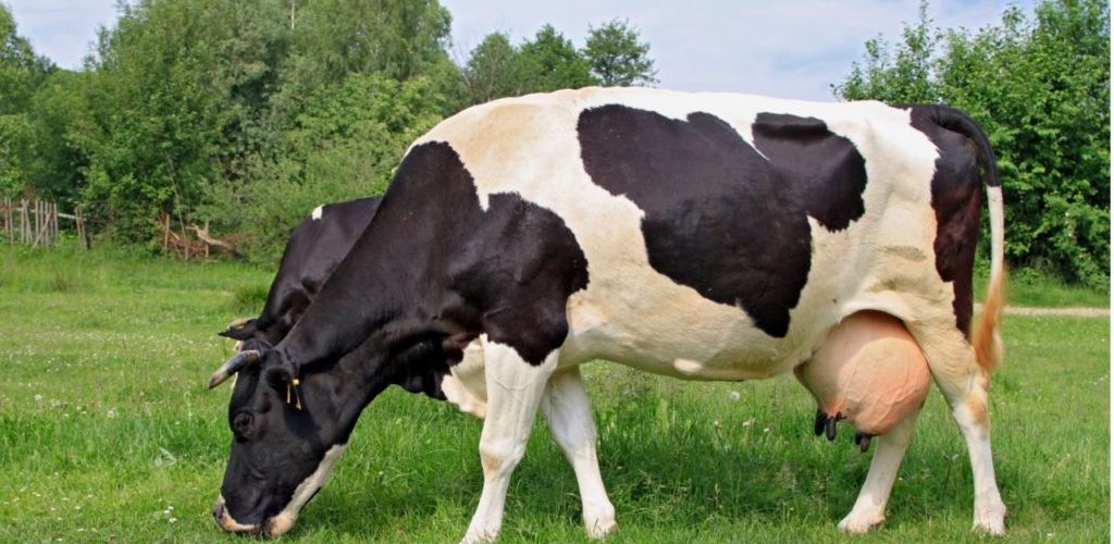 vaca leiteira no pasto