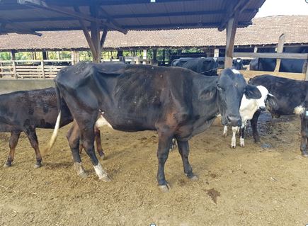 Animal com Tripanossomose