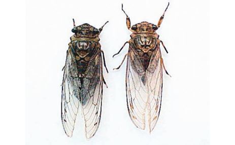 Tipos de cigarras-do-cafeeiro