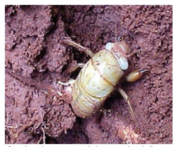 cigarras do cafeeiro na terra