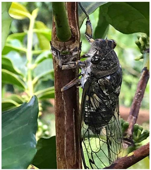 cigarras em lavoura de café