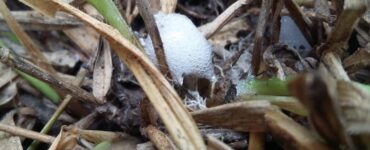 Alternativas de controle cigarrinhas das pastagens