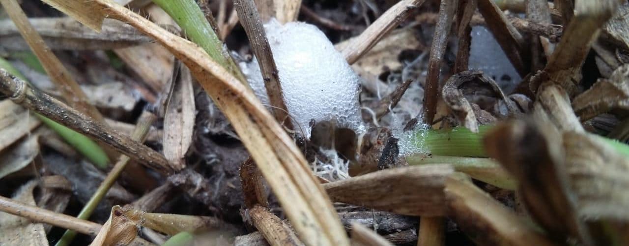 Alternativas de controle cigarrinhas das pastagens