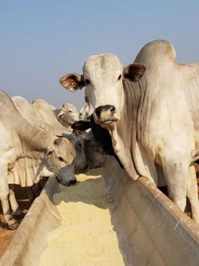 Suplementação do gado de corte: como realizar de maneira correta?