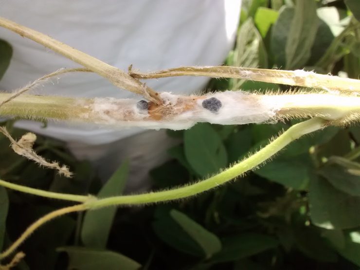 Mofo Branco no Feijão