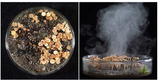 Tipos de germinação do mofo branco