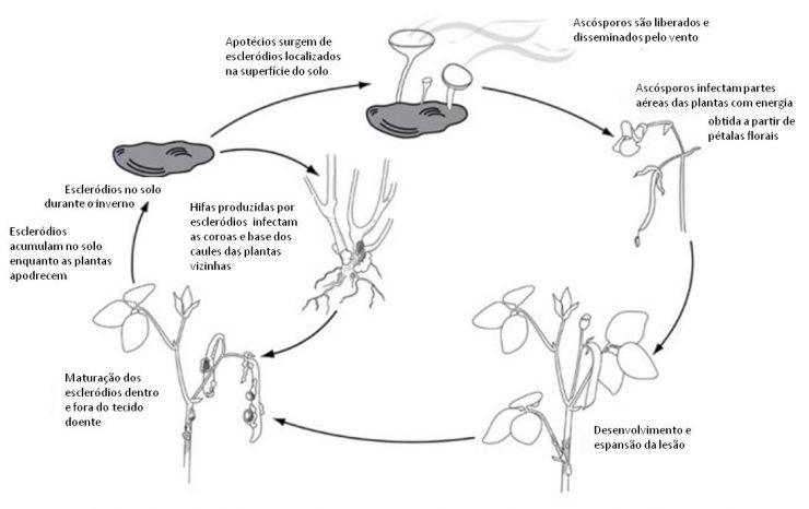 Ciclo de infecção do mofo branco