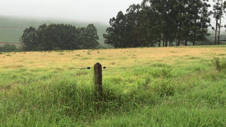 Pastagem de tifton danificada por cigarrinhas