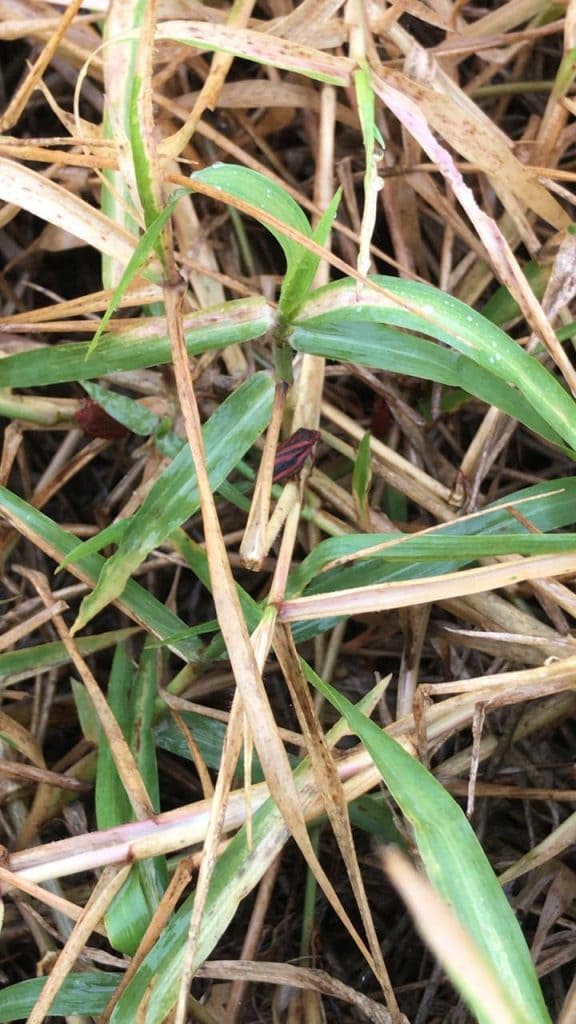 Cigarrinha-das-pastagens