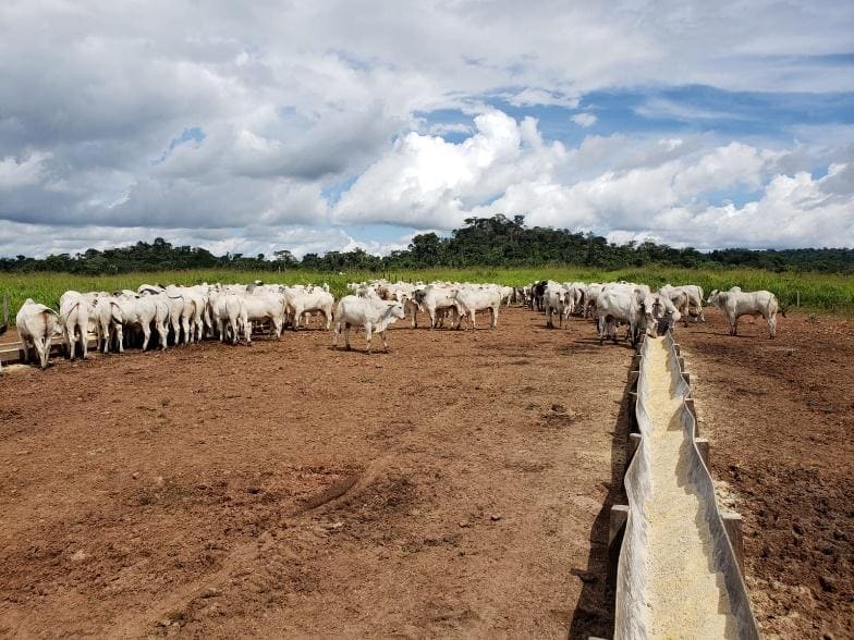 Suplementação para o gado