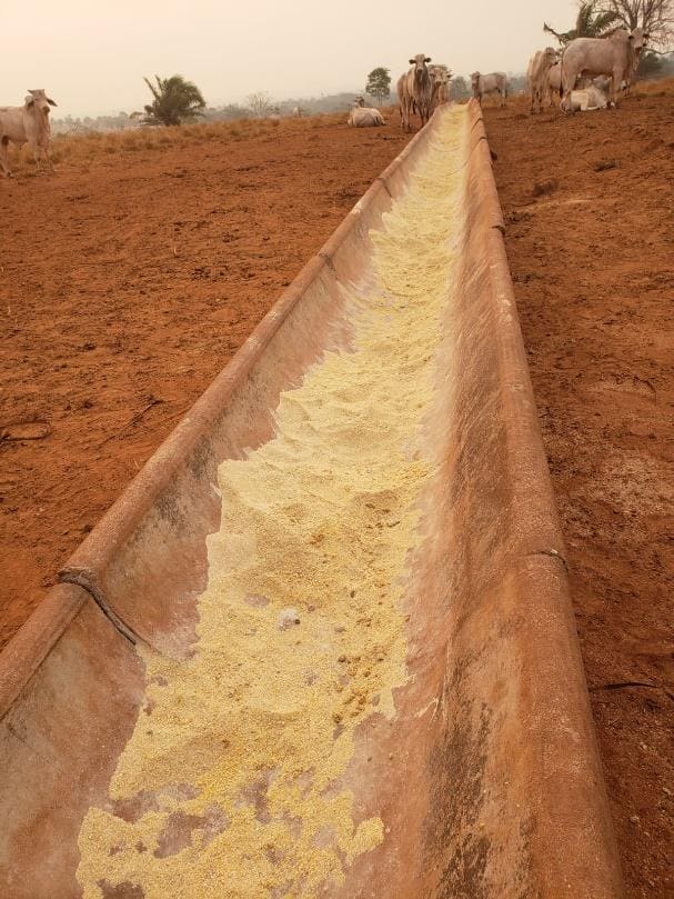 Cocho com distribuição uniforme do suplemento