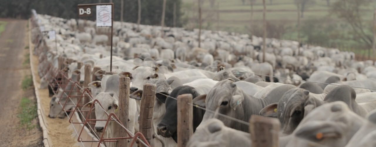 suplementos múltiplos e concentrados para gado de corte