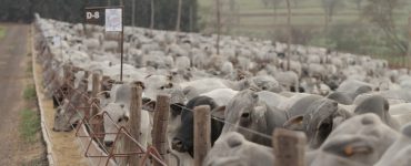 suplementos múltiplos e concentrados para gado de corte