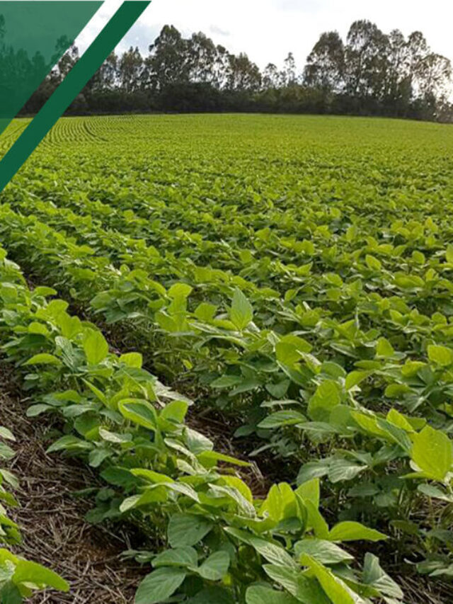 Como aumentar o faturamento na produção de grãos?