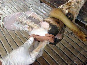 Manejo sanitário de bovinos de leite