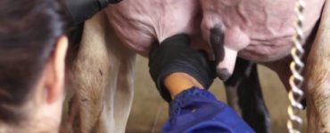 manejo sanitário bovinos de leite