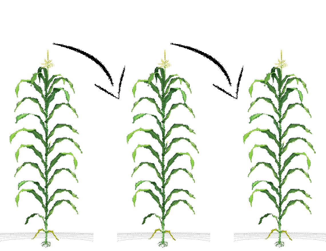 Processo de Polinização do Milho