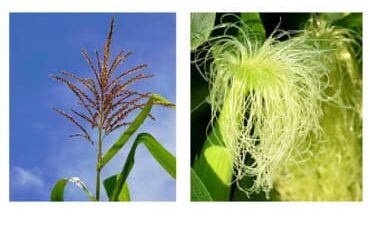 Inflorenscências Pendão e Espiga