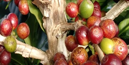 Frutos com sintomas de ataque por ácaro vermelho