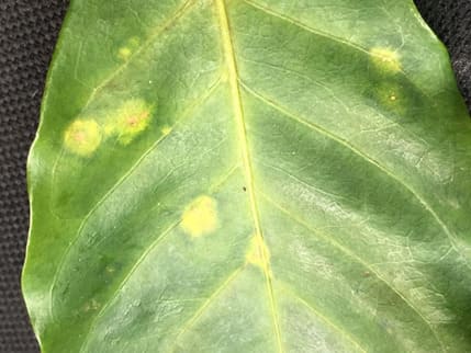 Folha com sintomas após ataque de ácaro vermelho