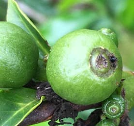 Fruto do café sendo afetado pela broca