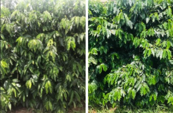 Diferença coffea arabica e coffea canephora