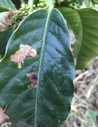 Folha de cafeeiro com lesões provocadas pelo bicho mineiro