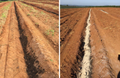 Esterco e gesso no sulco de plantio