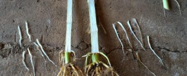 Azospirillum no milho