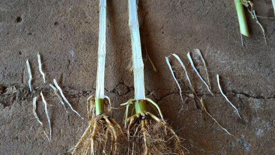 Azospirillum no milho