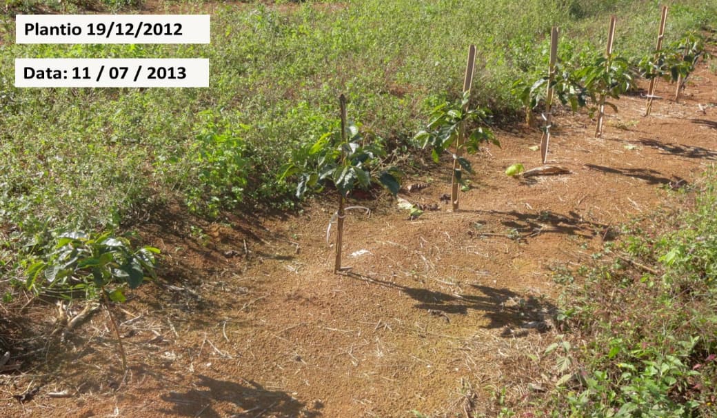 Plantio de café em dezembro