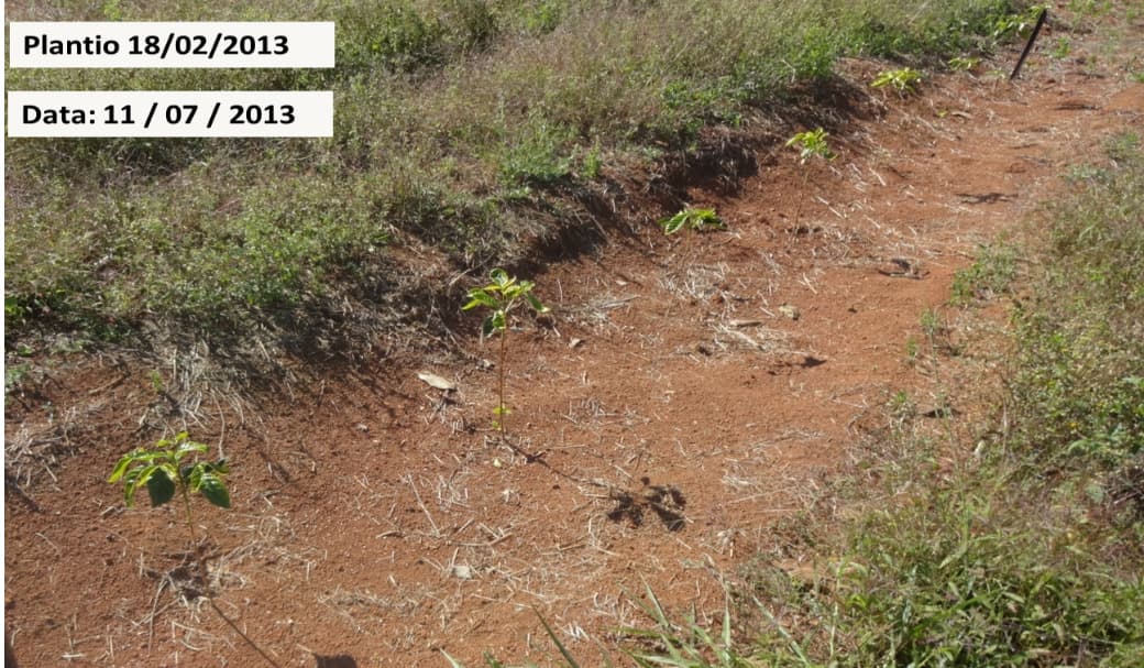 Plantio de café em fevereiro