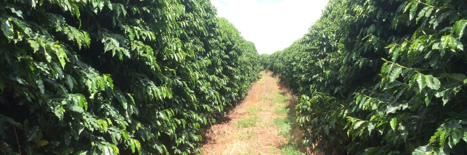 manejo da cultura do cafeeiro