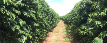 manejo da cultura do cafeeiro