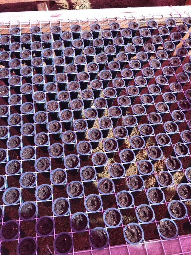 Mudas de café em tubetes: saiba como fazer