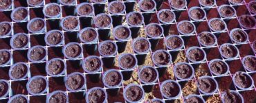 muda de cafe no tubete